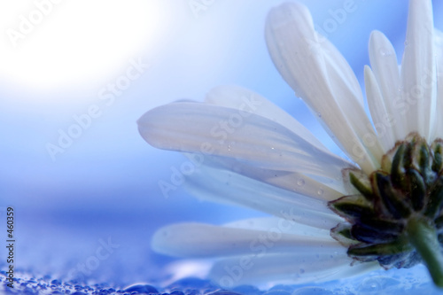daisies18