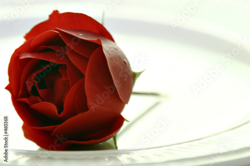 rose on plate