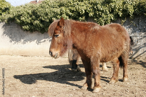 poney photo