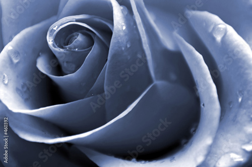 blue rose