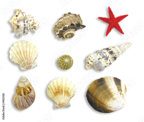 seashell design elements