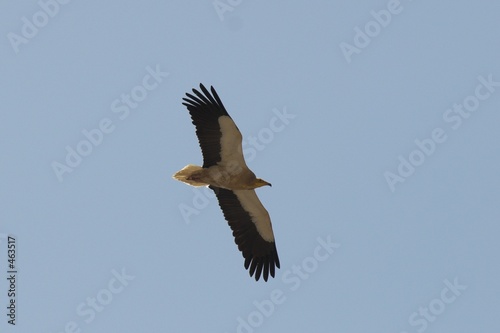 egyptian vulture - oman