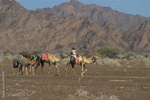 man and camels in oman