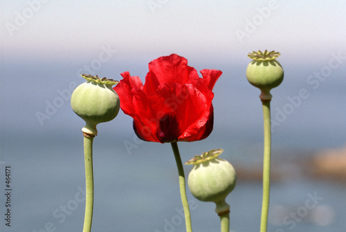 Fototapeta Naklejka Na Ścianę i Meble -  mohnblüte und mohnkapseln