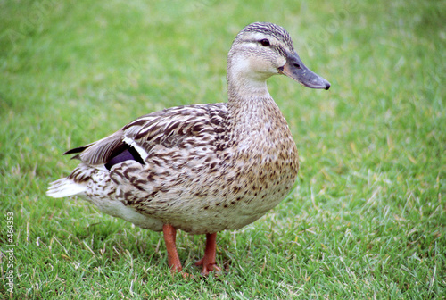 stockente weibchen