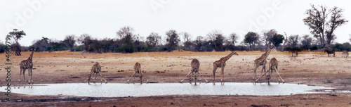 girafe photo