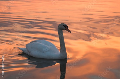 schwan im abendrot