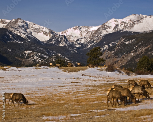 elk feeding in moraine park