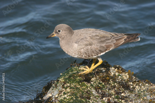 surfbird on rock