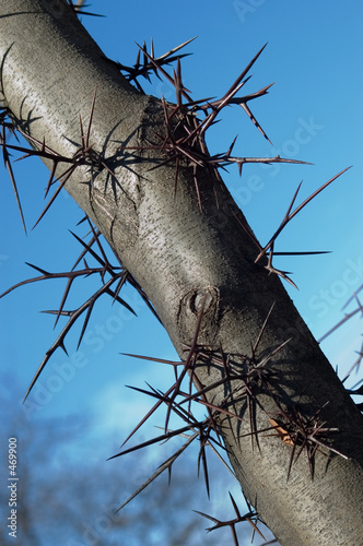 dangerous tree photo