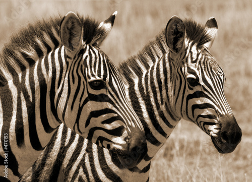 zebra foals