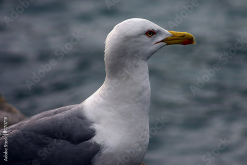 gull portrait