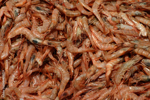 shrimps photo