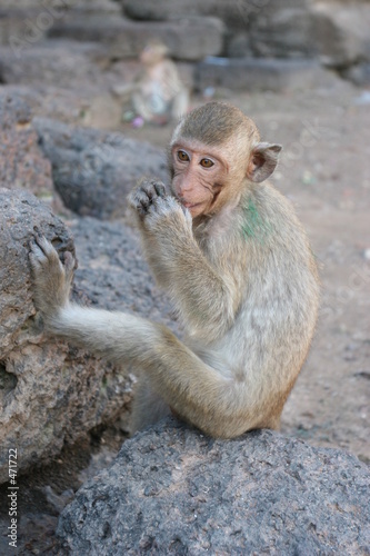 jeune macaque