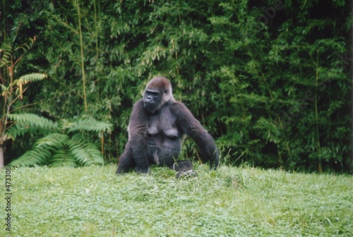 gorilla sitting in grass