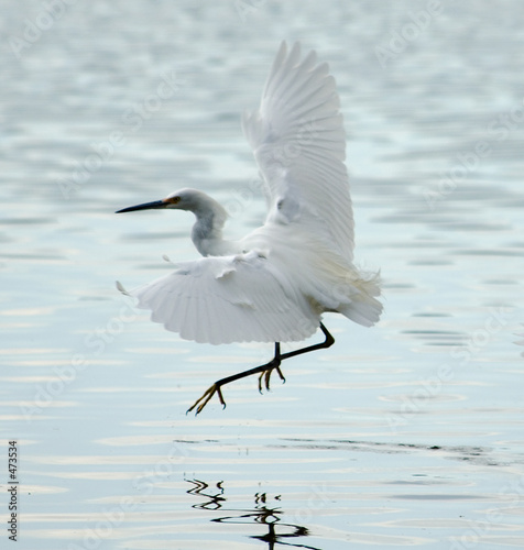 snowy egret flying in bolinas lagoon