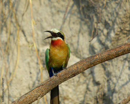 whitefronted bee-eater, namibia