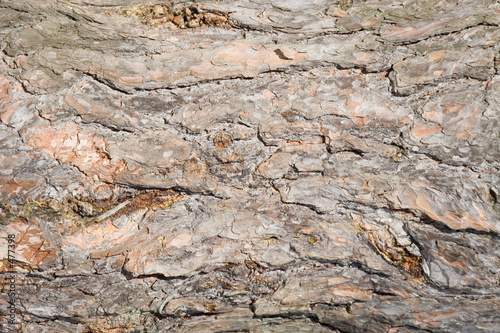 background of pine bark