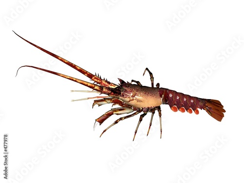 homard lobster