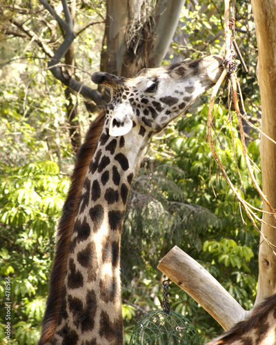 long neck photo