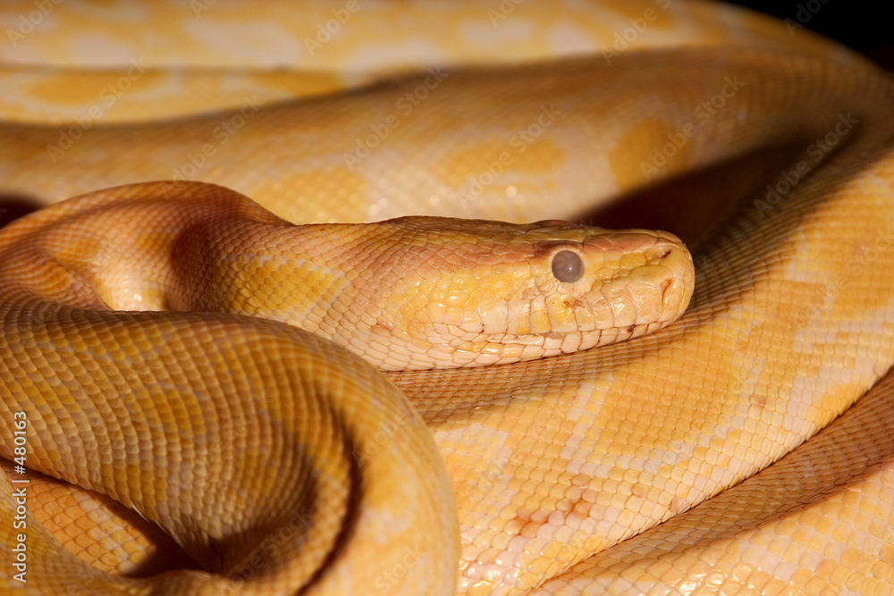 Fototapeta premium weiße python