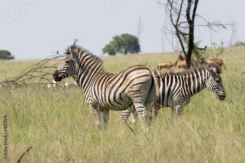 zebras in the wild