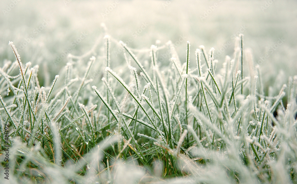 herbe Stock Photo | Adobe Stock