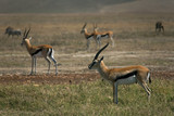 animals 081 gazelle