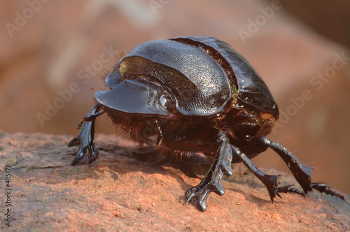 dung beetle