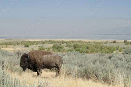 bucolic buffalo