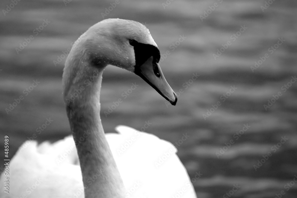 swan2 swan2
