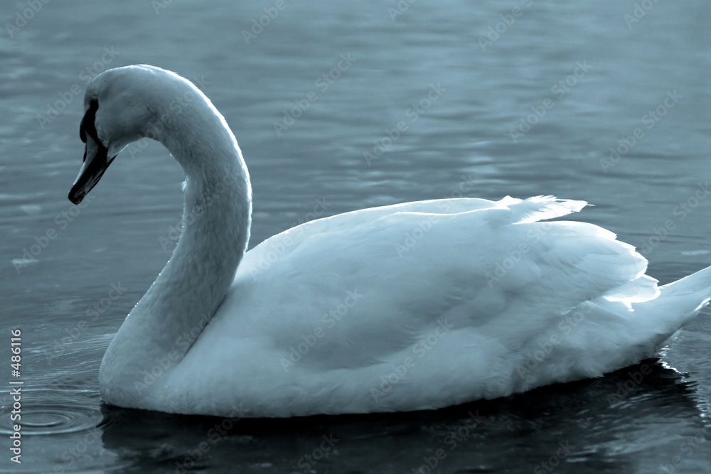 Obraz premium swan19