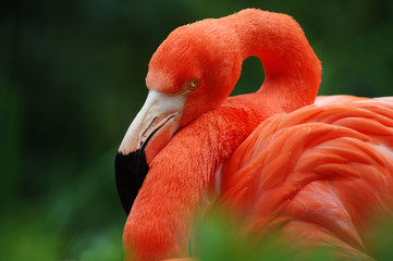 Poster Flamingo Flamingo waadt door ondiep meer  © Inspir8tion