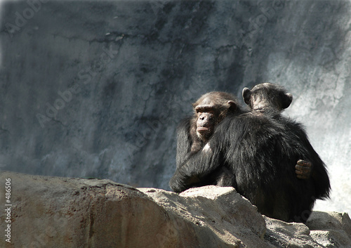 Fotografiet chimpanzee companions
