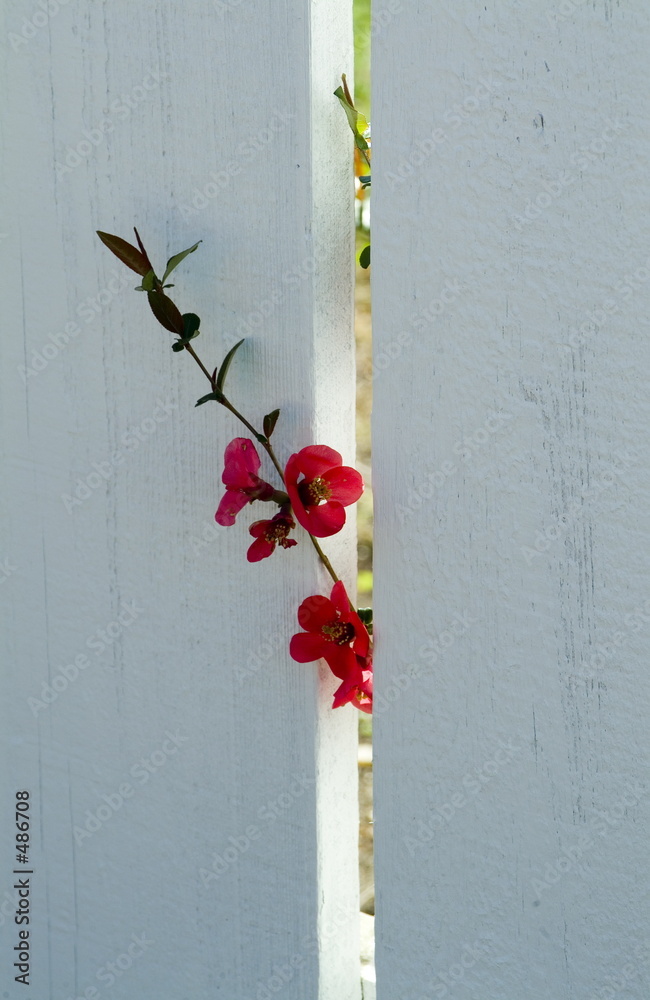 Fotografie red flower and white fence