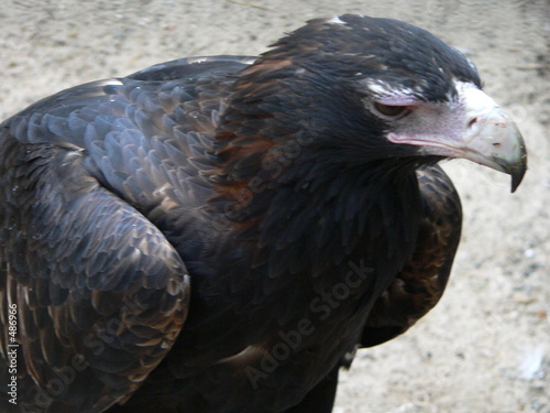 wedgetail eagle photo