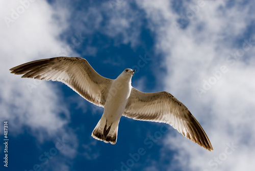gulls and blue sky