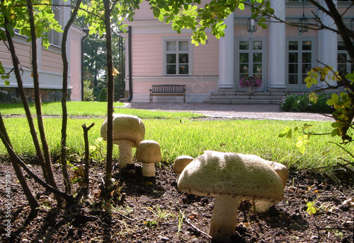 Photos edible mushroom in garden