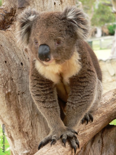 koala cub walking