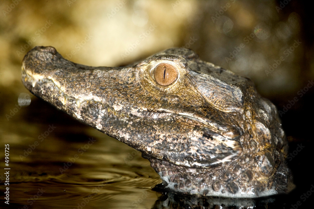Obraz premium caiman3551