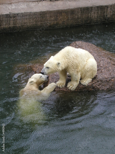 polar bears © diligent