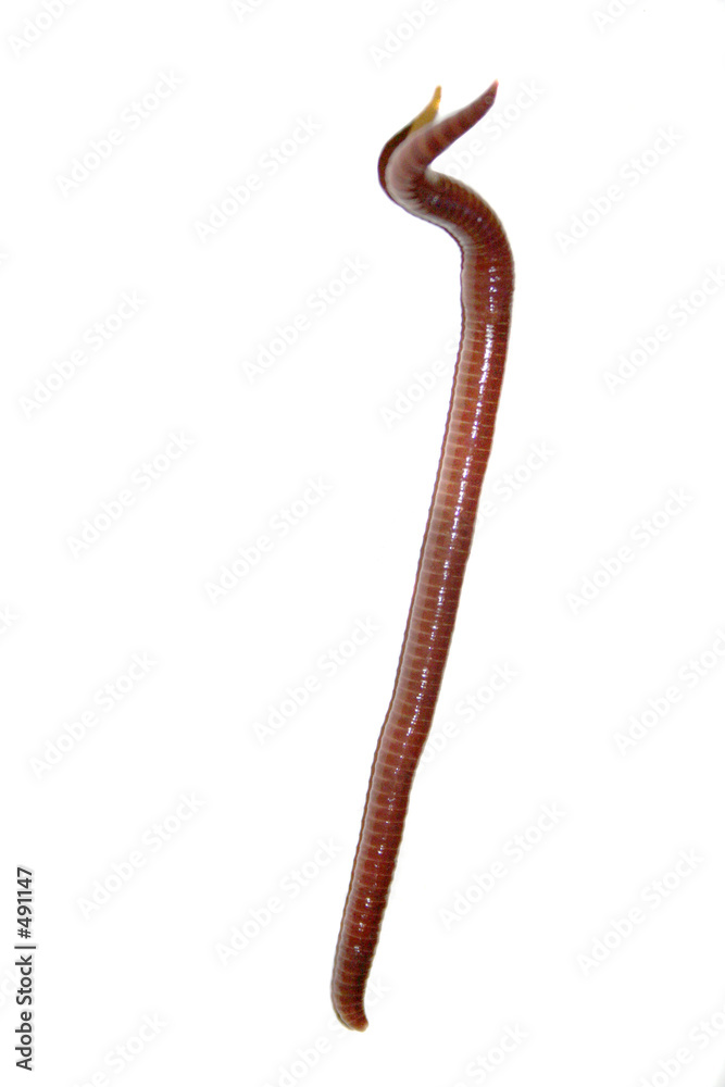 earth worm earth worm