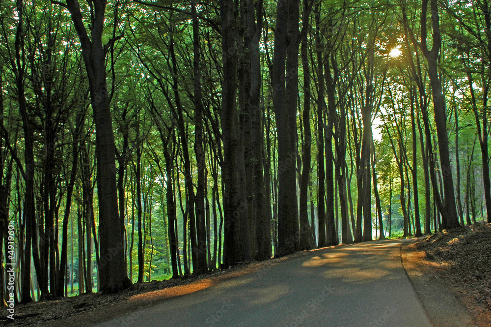 Obraz premium teutoburger wald