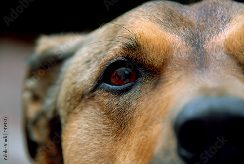 puppy eye
