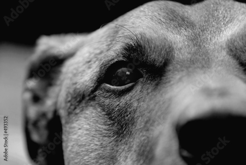 puppy eye in black and white