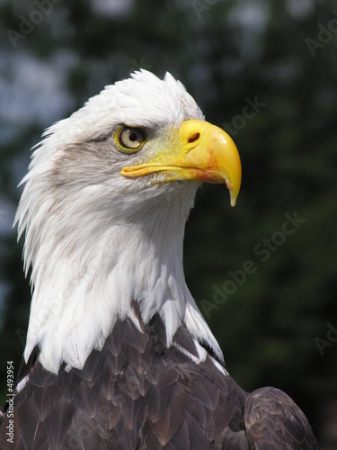 bald eagle