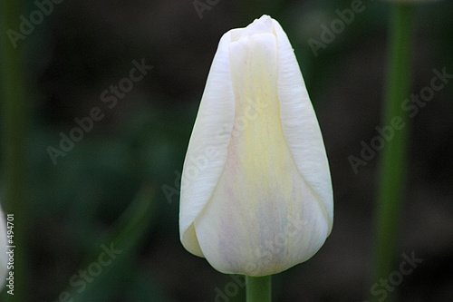 tulips #3