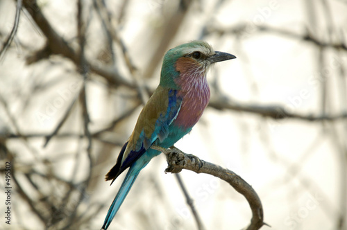 lilac breasted roller, botswana's national bird photo