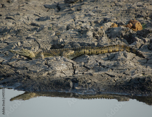 nile crocodile