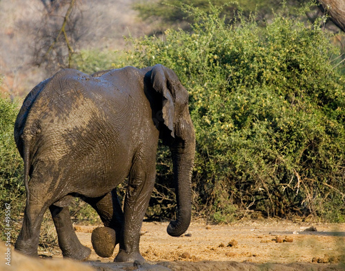 african bush elephant leaves waterhole